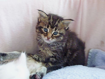 Close-up portrait of kitten sitting on sofa at home