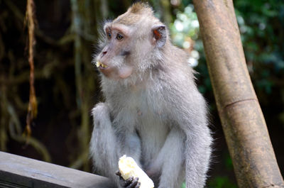 Close-up of monkey on tree