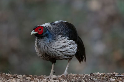 Close-up of bird perching on a field