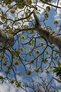 Low angle view of branches against sky