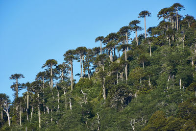 Low angle view of trees against clear sky