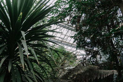 Low angle view of palm trees