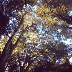 Low angle view of trees against sky