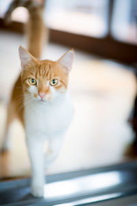 Close-up portrait of cat