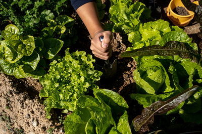 Cropped hand of woman holding plant