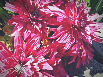 Close-up of pink flowers