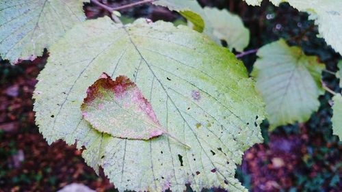 Close-up of dry leaves