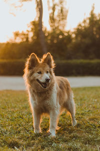 Dog standing on grassy field during sunset