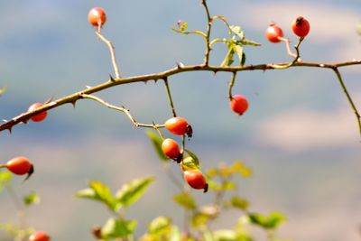 Close-up of berries growing on tree