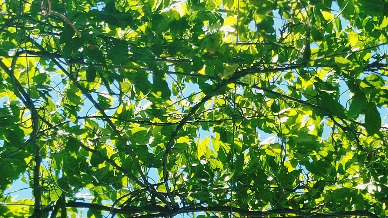 tree, low angle view, branch, growth, leaf, green color, nature, beauty in nature, lush foliage, yellow, tranquility, sunlight, day, green, outdoors, no people, tree trunk, freshness, sky, forest