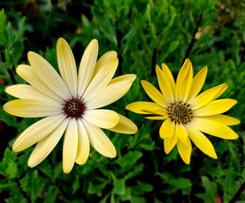 Close-up of yellow flowering plant