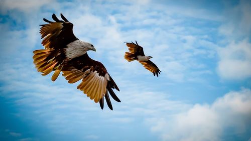 Low angle view of birds flying against sky