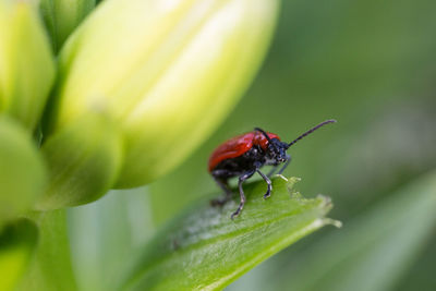 Close-up of insect on leaf