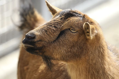 Close-up of a horse in zoo