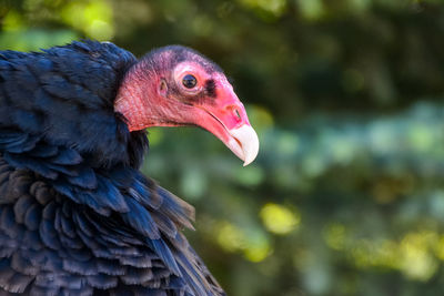 Close-up of a bird