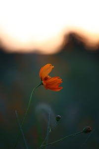 Close-up of orange flower against sky during sunset