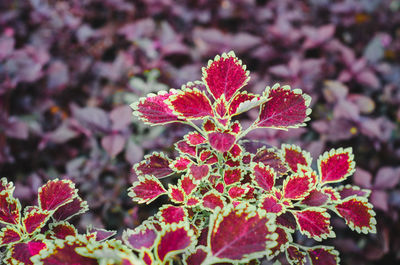 Close-up of red flowering plant