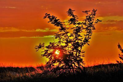 Silhouette tree on field against romantic sky at sunset