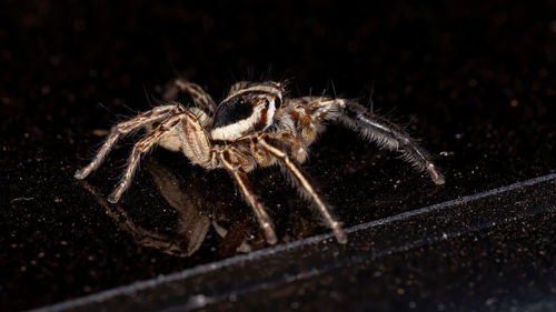 Close-up of spider