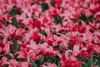 Close-up of pink flowering plants