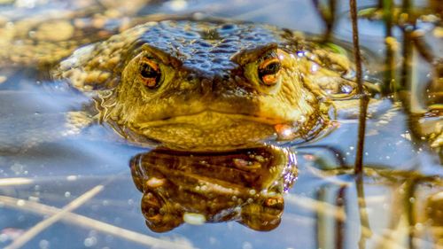 Close-up of frog swimming in lake