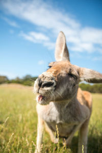 Close-up of meerkat standing on field against sky