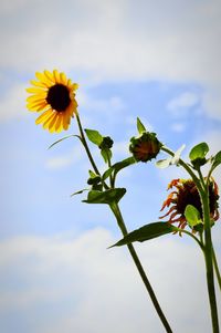 Low angle view of flowering plant against sky