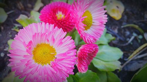 Close-up of pink flower