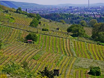 High angle view of agricultural field