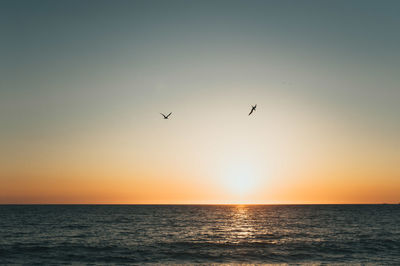 Silhouette of birds flying over ocean at sunset in mexico