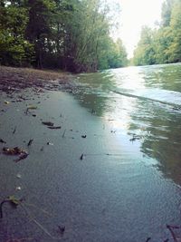 Reflection of trees in water