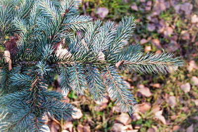 Close-up of pine tree