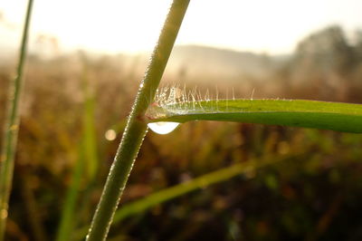 Close-up of insect on plant