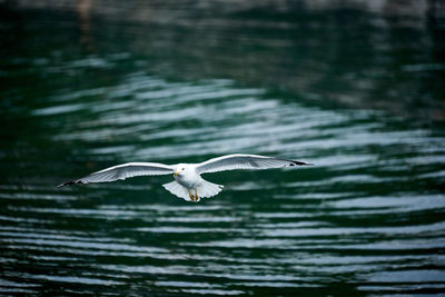 Close up of seagull flying over lake with blurred water background 