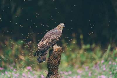 Close-up of bird in water