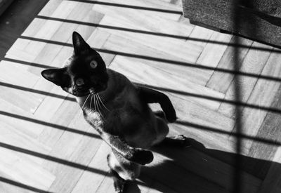 High angle portrait of a cat