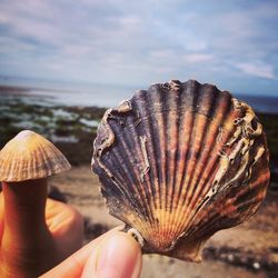 Close-up of cropped hand holding seashell