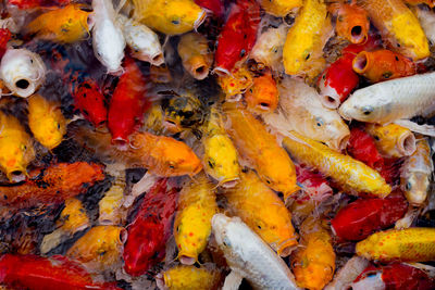 High angle view of koi carps swimming in water