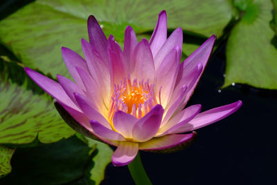 Close-up of lotus water lily in pond