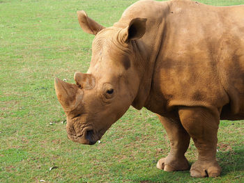 Horse standing on field