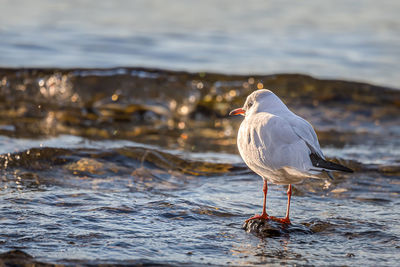 Side view of seagull perching on the beach