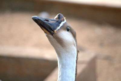 Close-up of african goose