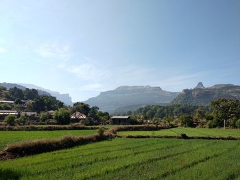 Scenic view of field against sky