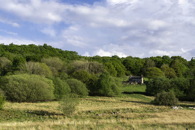 Trees on field against sky