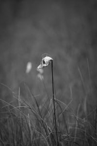 Close-up of butterfly on grass