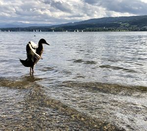 Duck on a lake