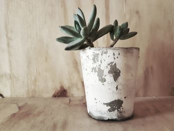 Close-up of potted plant on table