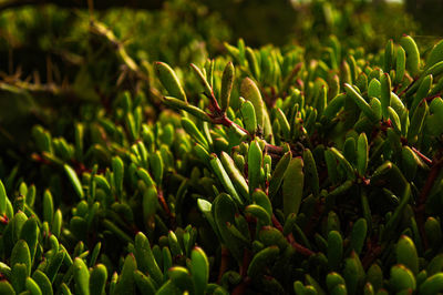 Close-up of flower buds growing outdoors