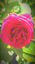 Close-up of pink rose