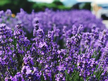 Close-up of purple flowering plants on field